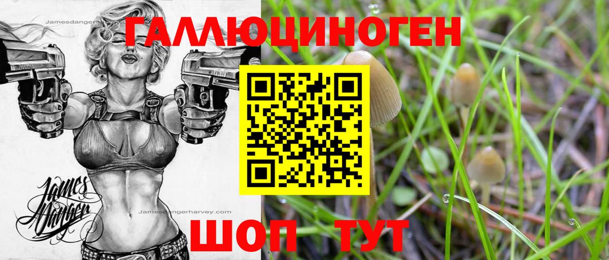 Псилоцибиновые грибы Psilocybine cubensis Киселёвск